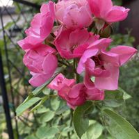 バラ アンジェラ,地植え,バラのアーチ,ピンクの花,我が家のバラの画像
