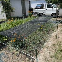 スイカ,家庭菜園の画像