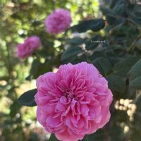 マイガーデン,花のある暮らし,バラのある暮らし,夏の庭にて,広い庭の画像