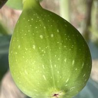 イチジク,実♡,お花は癒し,花が好き❤,☆携帯撮影☆の画像