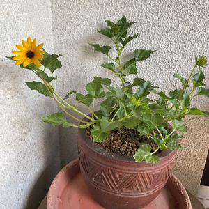 ひまわり,大輪マツバボタン,コオロギ,斑入り ツルバキア,ひまわりサンメイジングの画像