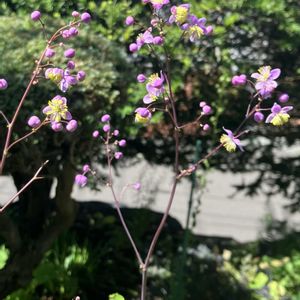 シキンカラマツ(紫錦唐松),シキンカラマツ(紫錦唐松),鉢植え,かわいいな♡,iPhone撮影の画像