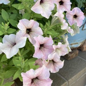 ペチュニア,ガーデニング,夏の花,花のある暮らし,玄関前の画像