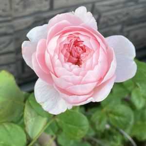 クイーン・オブ・スウェーデン,鉢植え,かわいいな♡,iPhone撮影,in札幌の画像