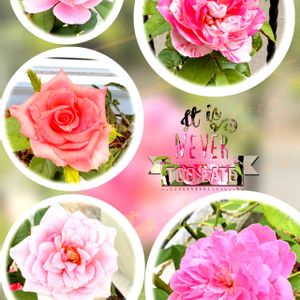 バラ・ミニバラ,お花のある暮らし,小さな庭の画像