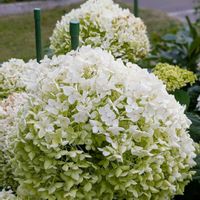 ニゲラ,ブルーベリー,紫陽花 アナベル,桃 あかつき,北海道の画像