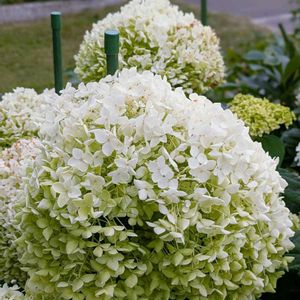 ニゲラ,ブルーベリー,紫陽花 アナベル,桃 あかつき,北海道の画像