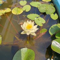 スイレン,睡蓮,庭の画像