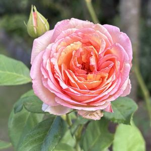 まんまる,ガーデンライフ,お花は癒し,久しぶりの開花,小さな庭の画像