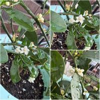 キンカン,鉢植え,白い花,花のある暮らし,小さい花の画像