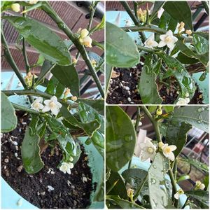 キンカン,鉢植え,白い花,花のある暮らし,小さい花の画像