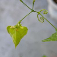 フウセンカズラ,鉢植え,癒し,花のある暮らし,実（たね）の画像