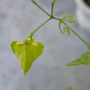 フウセンカズラ,鉢植え,癒し,花のある暮らし,実（たね）の画像
