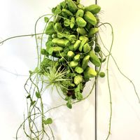 ディスキディア,ディスキディア・マジョール,観葉植物,着生植物,熱帯植物の画像