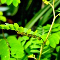 カリブラコア,コミカン草,コミカン草,ペペロミア新芽♡,世界中の人々が平穏に暮らせますようにの画像