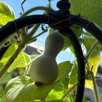 ヒョウタン,ベランダの画像