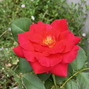 バラ,ポーチュラカ,薔薇,バラ ローズシネルジック,夕焼け✨の画像