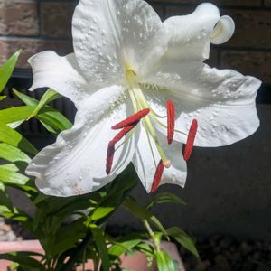 カサブランカ,鉢植え,北海道の庭,高貴,ユリの女王の画像