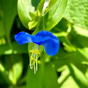 アサガオ,ツユクサ,ツユクサ,あさがお,生け花。の画像