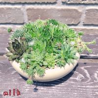 寄せ植え,多肉植物,多肉植物寄せ植え,センペル寄せ植え,センペルビウム属の画像