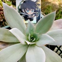 三日月ネックレス,カンテ,牡丹玉,セミ,生ウニの画像