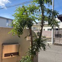 シマトネリコ,トラディスカンティア,トラディスカンティア,観葉植物,庭木の画像