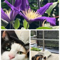 クレマチス,がんばれ！熊本,災害復旧の祈り,8月8日は “世界猫の日”,能登応援の画像