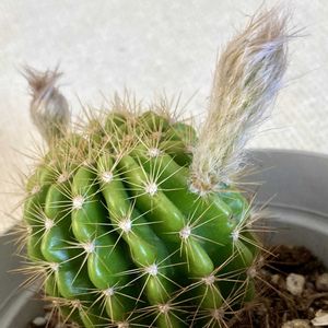サボテン,マツバボタン,ルビーネックレス,ピーマン,キンセイマルの画像