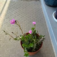 クラッスラ フンベルティ,ピンクの花,バルコニー/ベランダの画像