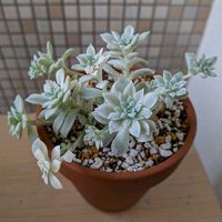 ペンタス,多肉植物,セダム属,夏の花,神社の画像