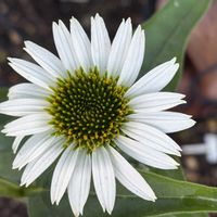 エキナセア バージン,我が家の花壇の画像