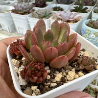 ピンクルルビー,多肉植物,多肉棚,多肉植物の夏越し,庭の画像