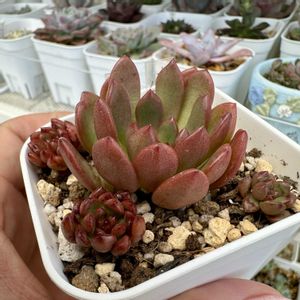 ピンクルルビー,多肉植物,多肉棚,多肉植物の夏越し,庭の画像