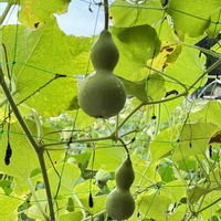 ヒョウタン,ひょうたん,北海道,緑のトンネル,今日のお花の画像