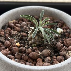 植え替えの画像