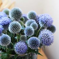 ルリタマアザミ,エキノプス,宿根・多年草,世界猫の日の画像