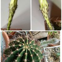 植物を楽しむ,さぼてん,ベランダの画像
