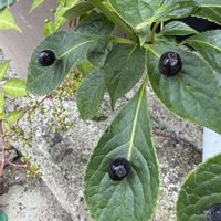 花筏（はないかだ）,鉢植え,お花を楽しむ,残暑お見舞い申し上げますの画像