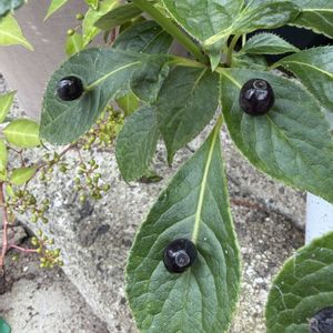 花筏（はないかだ）,鉢植え,お花を楽しむ,残暑お見舞い申し上げますの画像