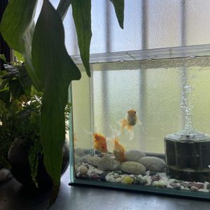 ビカクシダ,トキワシノブ,コーヒーの木,ダバリア　ラビットフッド,多肉植物の画像