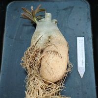 アデニウム,アデニウム・オベスム　トゥトーン,植え替え,塊根植物,実生の画像