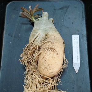 アデニウム,アデニウム・オベスム　トゥトーン,植え替え,塊根植物,実生の画像