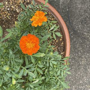 マリーゴールド,咲いた！,花のある暮らし,元気になるの画像