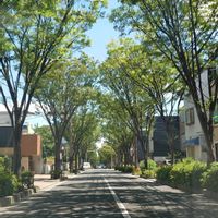 ケヤキ,欅.(けやき),欅並木,土曜日はお空の発表会,いつも心に太陽をの画像