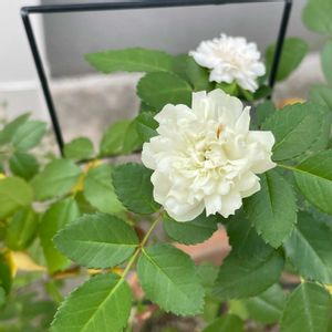 咲いた！,花のある暮らし,元気になるの画像
