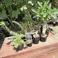 ヒモサボテン,アデニウム オベスム,多肉植物,ユーフォルビア,ガーデニングの画像