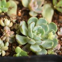 多肉植物,植中毒,葉挿しっ子,タニラー,岩手県の画像