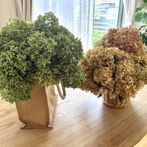 アナベル,アナベル　ドライフラワー,ドライフラワー,可愛い,花のある暮らしの画像