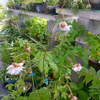 山野草,鉢植え。,スマホ撮り,山野草だ***い好き,和を感じての画像