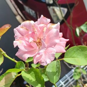 ビンクの薔薇,車庫の画像